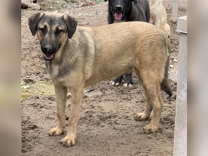 Liam, geb. ca. 09/2022, lebt in GRIECHENLAND, im städt. Tierheim Serres