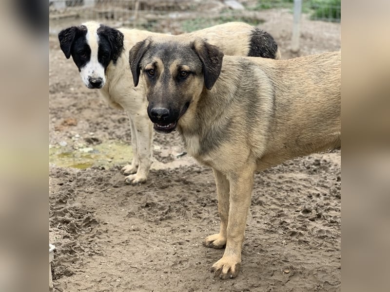 Liam, geb. ca. 09/2022, lebt in GRIECHENLAND, im städt. Tierheim Serres