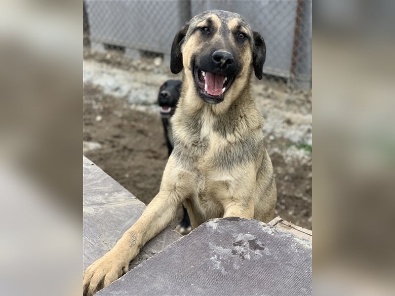 Liam, geb. ca. 09/2022, lebt in GRIECHENLAND, im städt. Tierheim Serres