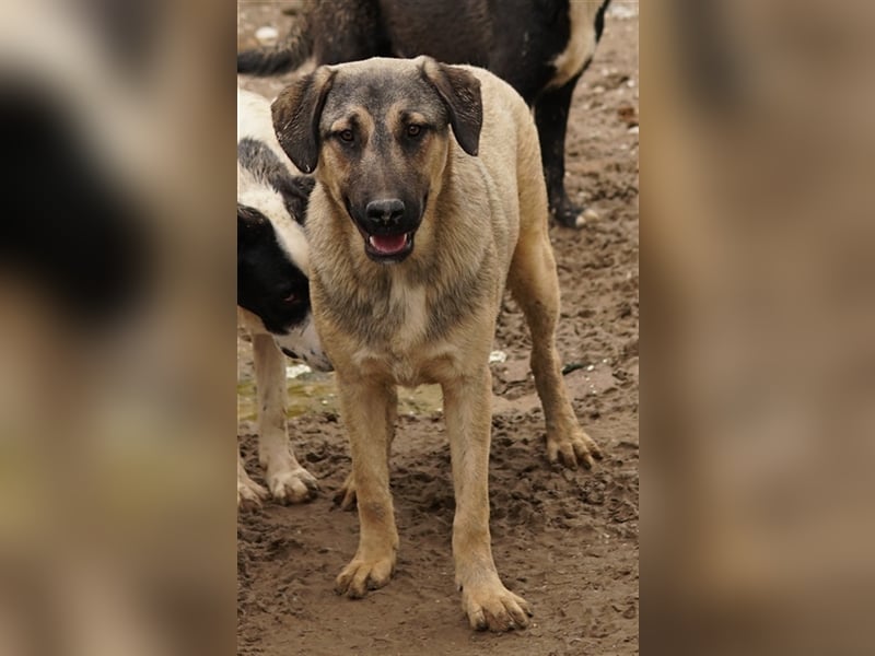 Liam, geb. ca. 09/2022, lebt in GRIECHENLAND, im städt. Tierheim Serres