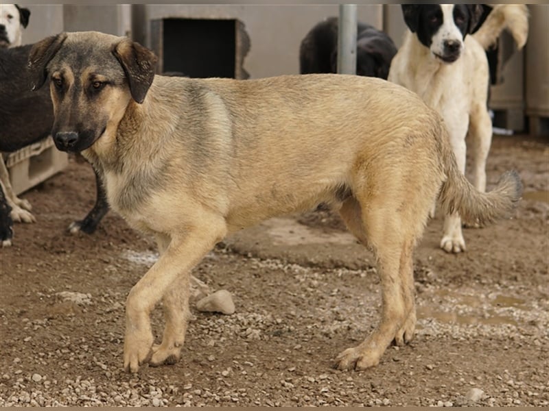 Liam, geb. ca. 09/2022, lebt in GRIECHENLAND, im städt. Tierheim Serres