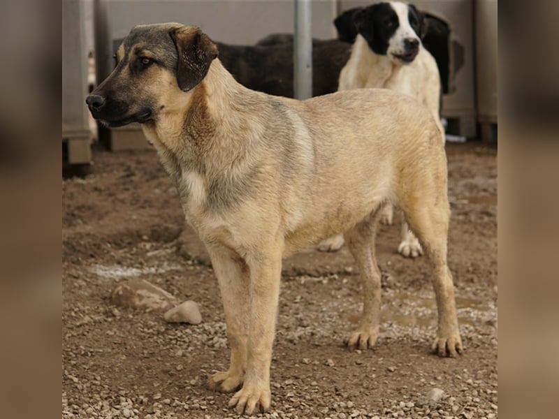 Liam, geb. ca. 09/2022, lebt in GRIECHENLAND, im städt. Tierheim Serres