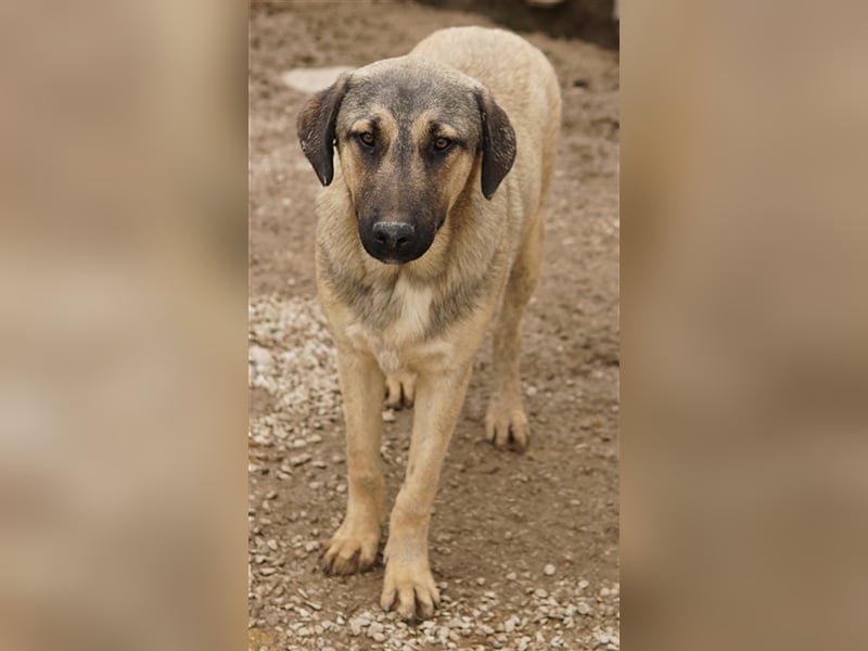 Liam, geb. ca. 09/2022, lebt in GRIECHENLAND, im städt. Tierheim Serres