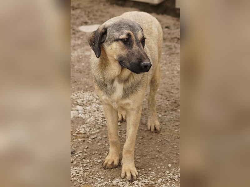 Liam, geb. ca. 09/2022, lebt in GRIECHENLAND, im städt. Tierheim Serres