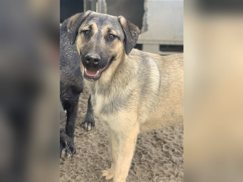 Liam, geb. ca. 09/2022, lebt in GRIECHENLAND, im städt. Tierheim Serres