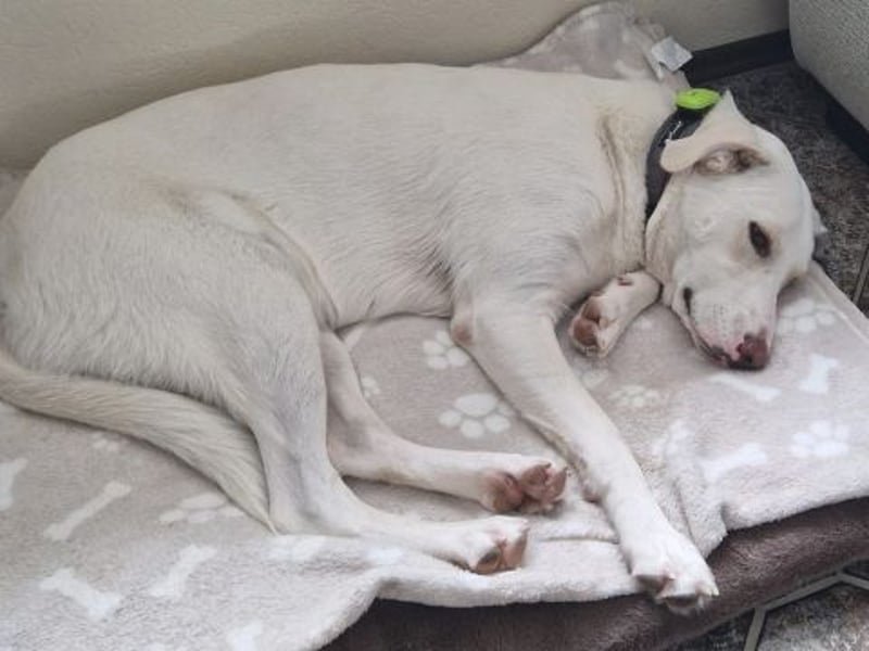 Irianna (Molly) wartet in 66482 Zweibrücken