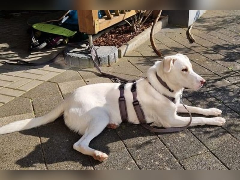 Irianna (Molly) wartet in 66482 Zweibrücken