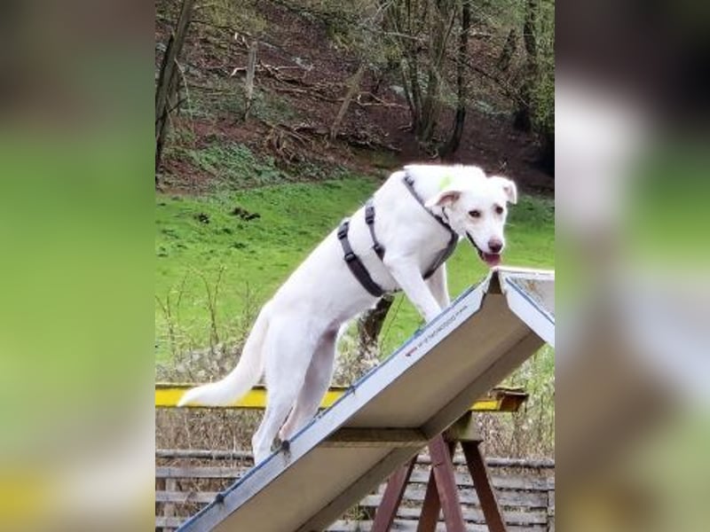 Irianna (Molly) wartet in 66482 Zweibrücken