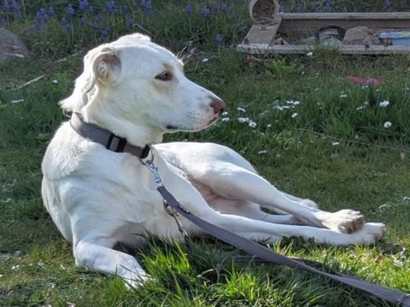 Irianna (Molly) wartet in 66482 Zweibrücken