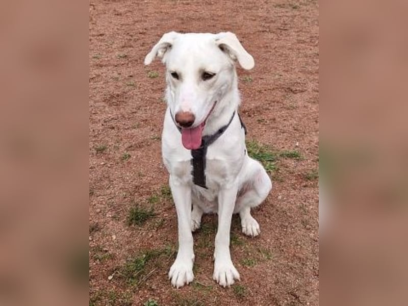 Irianna (Molly) wartet in 66482 Zweibrücken