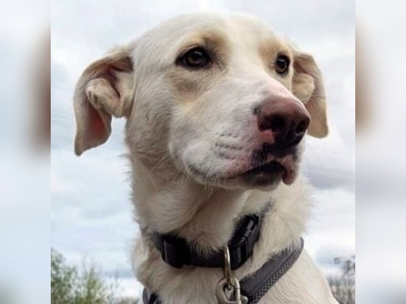 Irianna (Molly) wartet in 66482 Zweibrücken