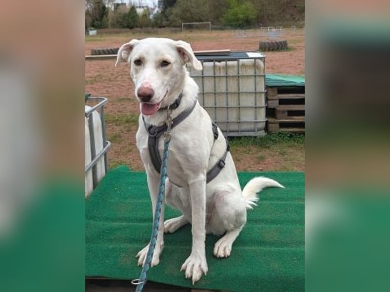 Irianna (Molly) wartet in 66482 Zweibrücken