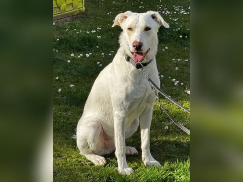 Irianna (Molly) wartet in 66482 Zweibrücken