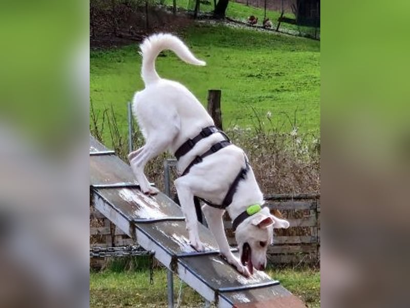 Irianna (Molly) wartet in 66482 Zweibrücken