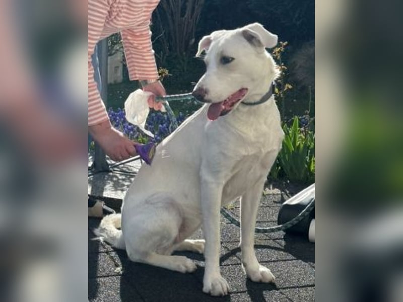 Irianna (Molly) wartet in 66482 Zweibrücken