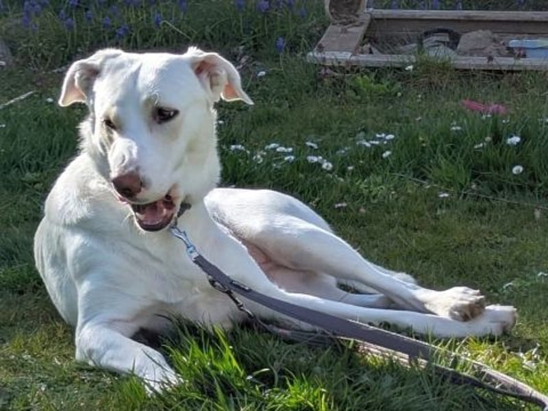 Irianna (Molly) wartet in 66482 Zweibrücken