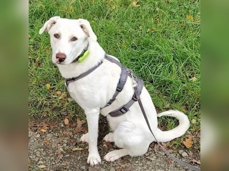 Irianna (Molly) wartet in 66482 Zweibrücken