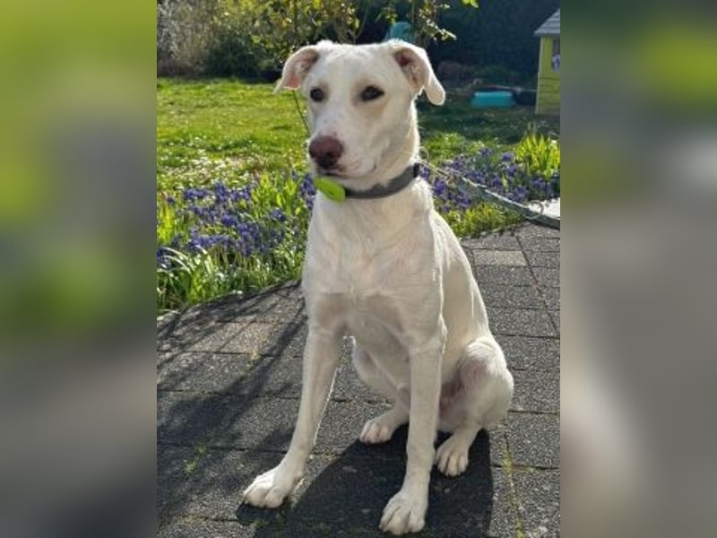 Irianna (Molly) wartet in 66482 Zweibrücken