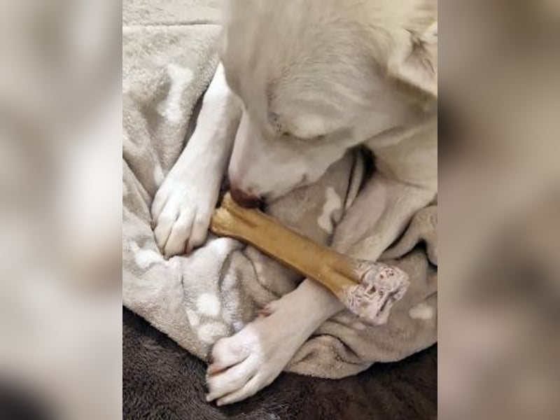 Irianna (Molly) wartet in 66482 Zweibrücken