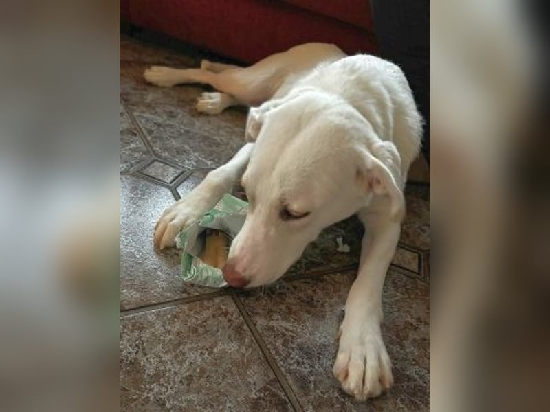 Irianna (Molly) wartet in 66482 Zweibrücken