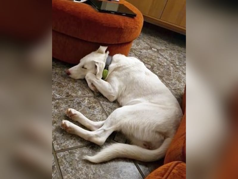 Irianna (Molly) wartet in 66482 Zweibrücken