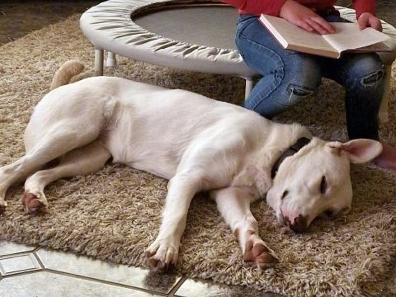 Irianna (Molly) wartet in 66482 Zweibrücken