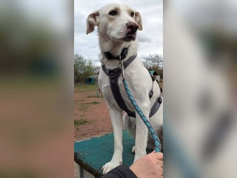 Irianna (Molly) wartet in 66482 Zweibrücken