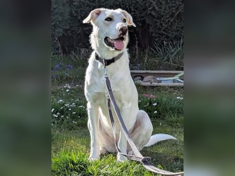 Irianna (Molly) wartet in 66482 Zweibrücken