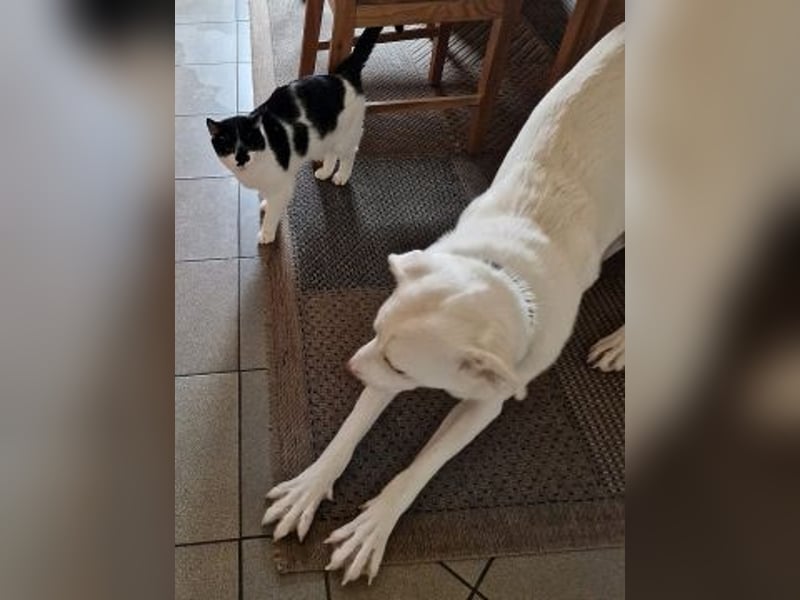 Irianna (Molly) wartet in 66482 Zweibrücken