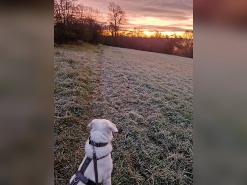 Irianna (Molly) wartet in 66482 Zweibrücken