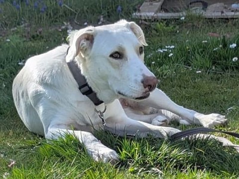 Irianna (Molly) wartet in 66482 Zweibrücken