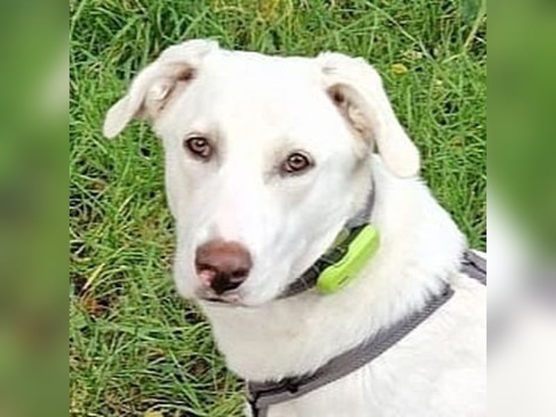 Irianna (Molly) wartet in 66482 Zweibrücken