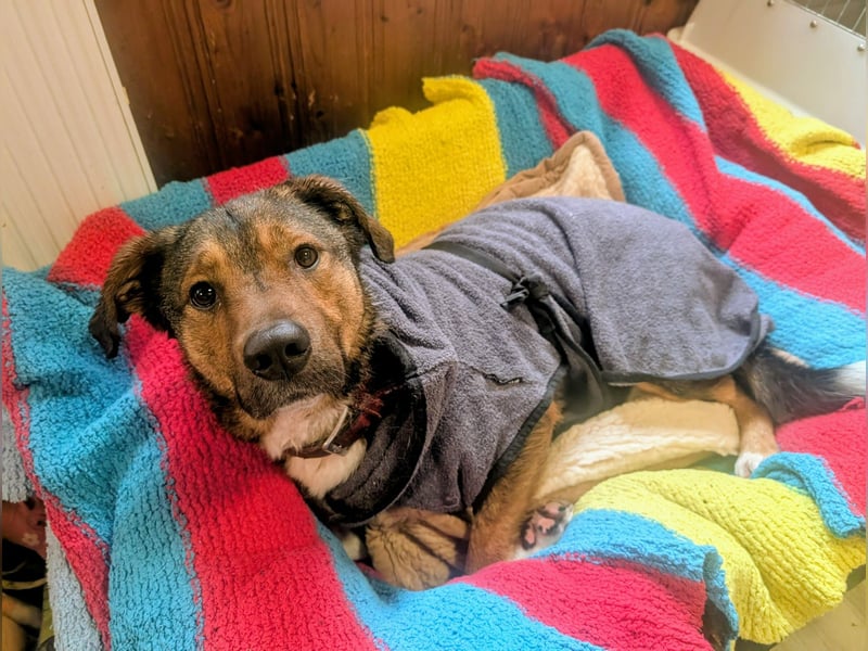 Sharo, dein neuer bester Freund auf 4 Pfoten