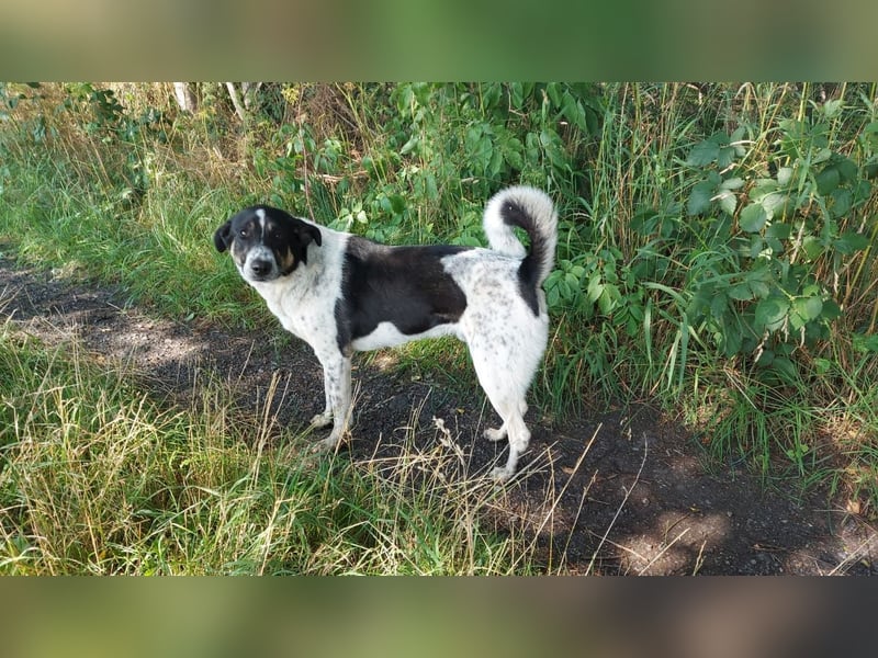 Tiger, auf der Suche nach dem großen Glück