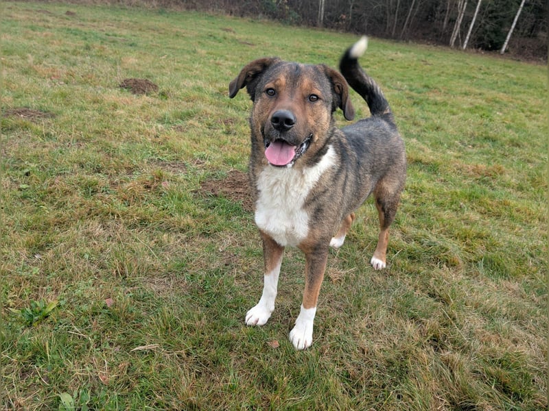 Sharo, dein neuer bester Freund auf 4 Pfoten