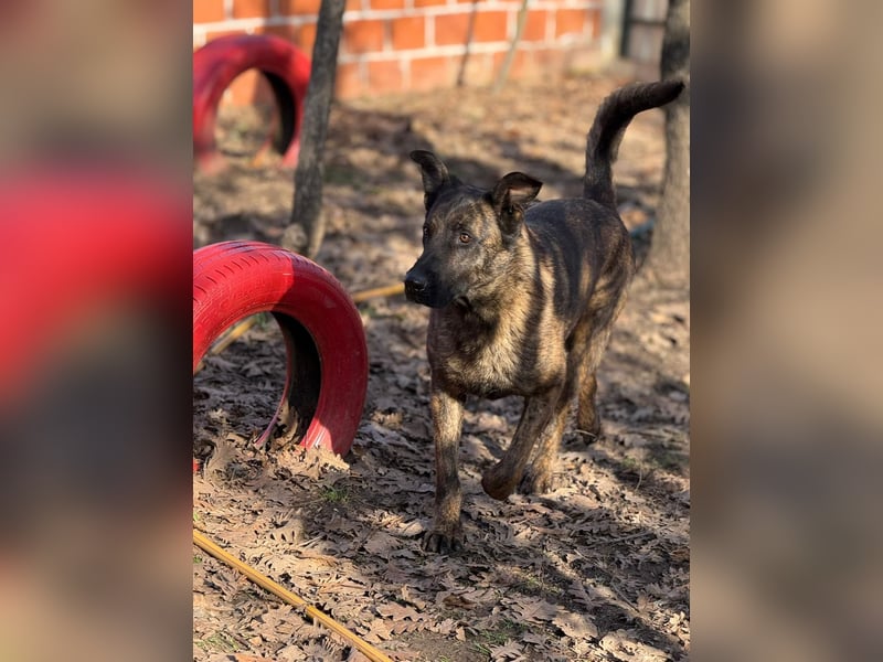 Holl. Schäferhundmischling