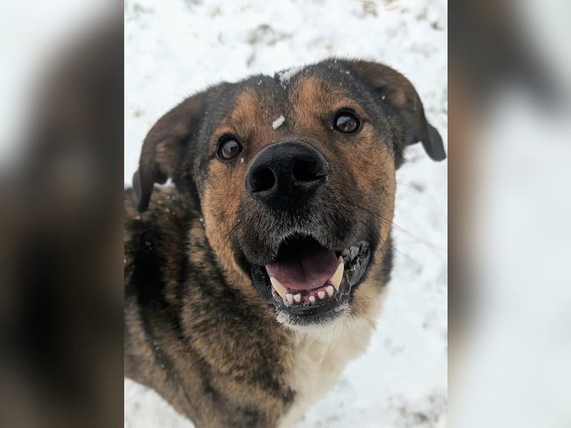 Sharo, dein neuer bester Freund auf 4 Pfoten