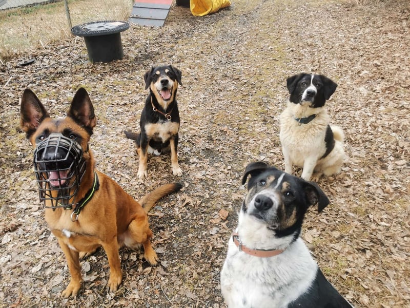 Tiger, auf der Suche nach dem großen Glück