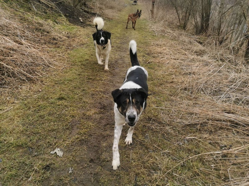 Tiger, auf der Suche nach dem großen Glück
