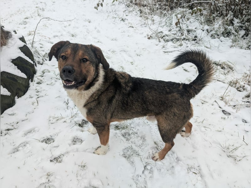 Sharo, dein neuer bester Freund auf 4 Pfoten