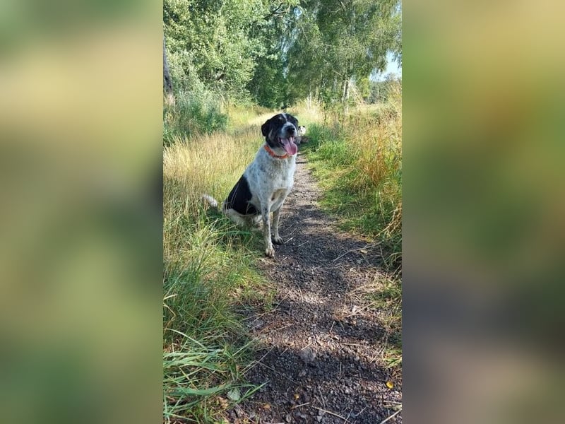 Tiger, auf der Suche nach dem großen Glück