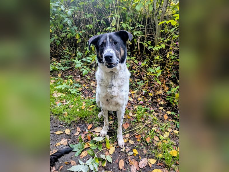 Tiger, auf der Suche nach dem großen Glück