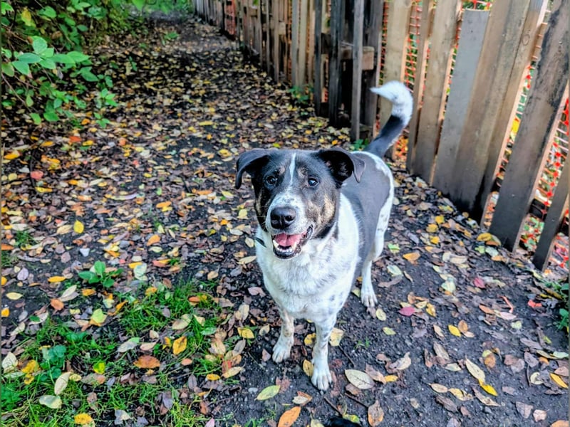 Tiger, auf der Suche nach dem großen Glück