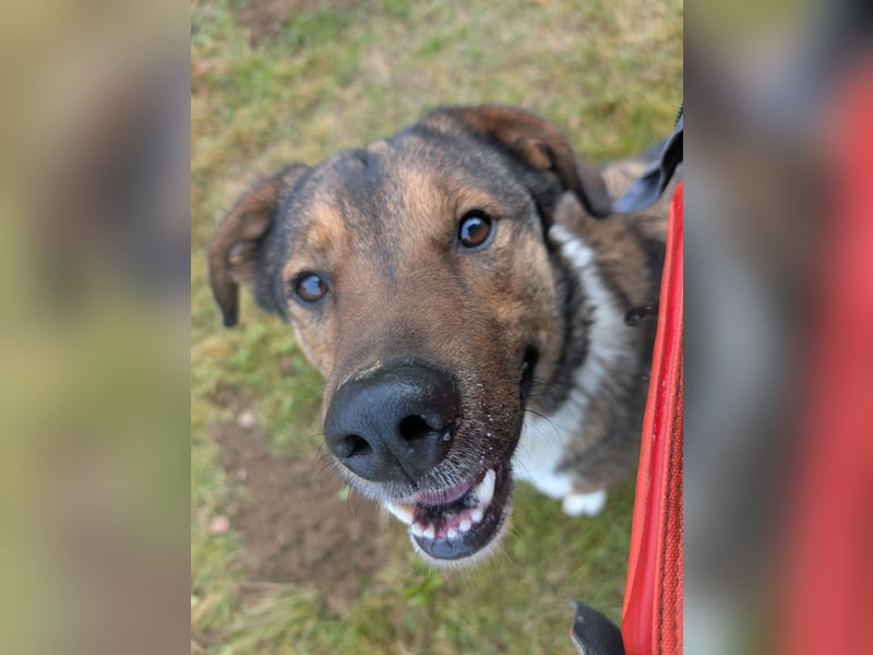 Sharo, dein neuer bester Freund auf 4 Pfoten