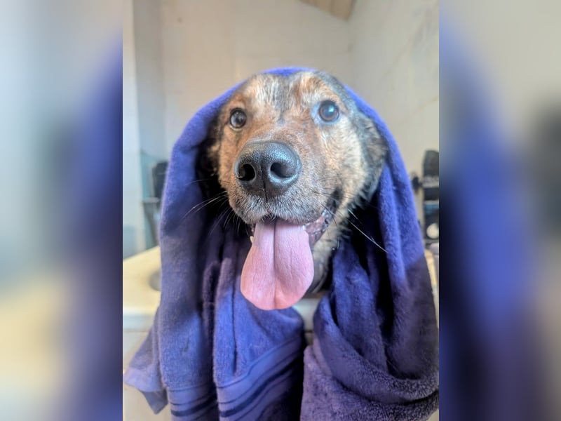 Sharo, dein neuer bester Freund auf 4 Pfoten