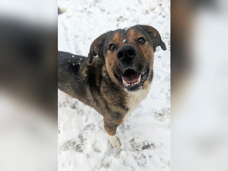 Sharo, dein neuer bester Freund auf 4 Pfoten