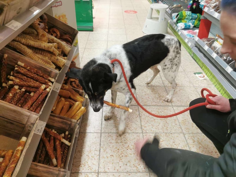 Tiger, auf der Suche nach dem großen Glück