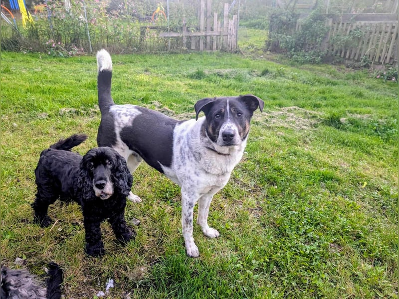 Tiger, auf der Suche nach dem großen Glück