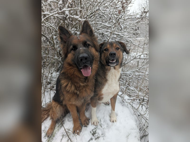 Sharo, dein neuer bester Freund auf 4 Pfoten
