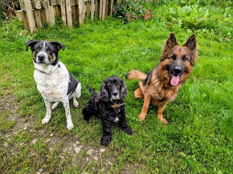 Tiger, auf der Suche nach dem großen Glück